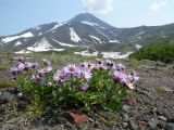 Aster sibiricus