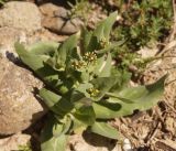 Tauscheria lasiocarpa. Верхушки растений с зацветающими соцветиями. Кыргызстан, Нарынская обл., правый берег р. Нарын, ниже слияния с р. М. Нарын. 07.06.2015.