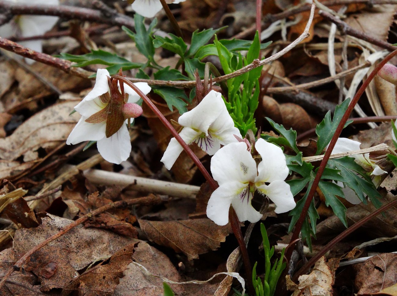 Image of Viola chaerophylloides specimen.