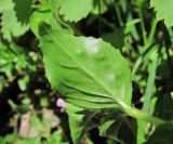 Epilobium algidum