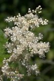 Filipendula подвид denudata