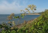 Aralia cordata var. sachalinensis