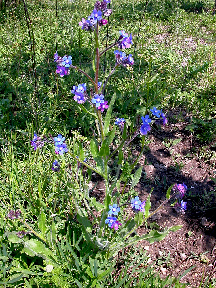 Изображение особи Anchusa azurea.