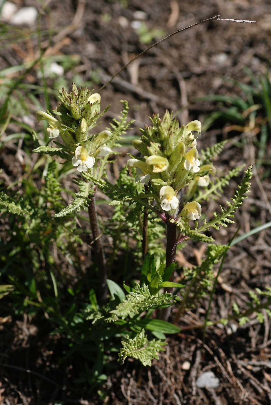 Изображение особи Pedicularis dolichorrhiza.