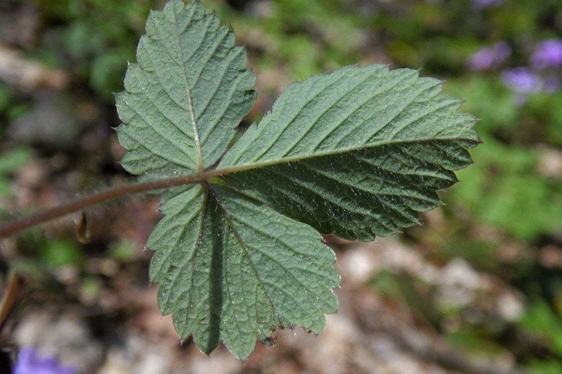 Image of Potentilla micrantha specimen.