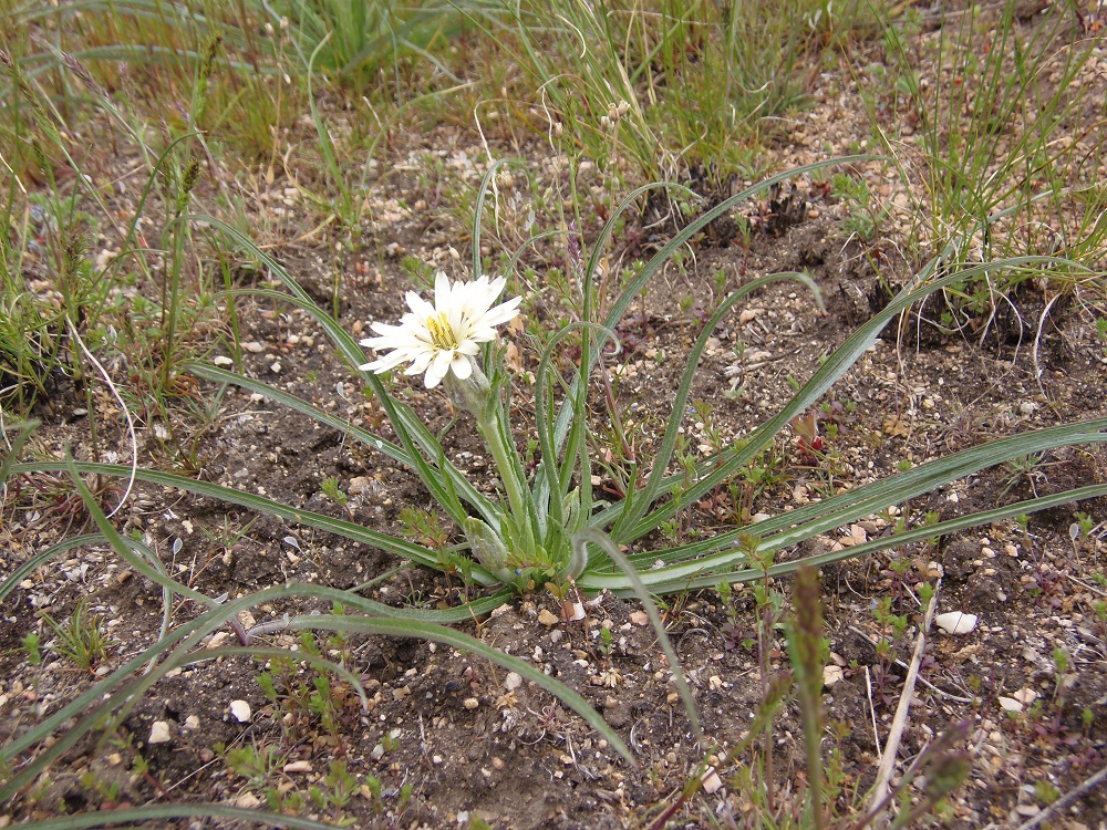 Изображение особи Scorzonera mollis.