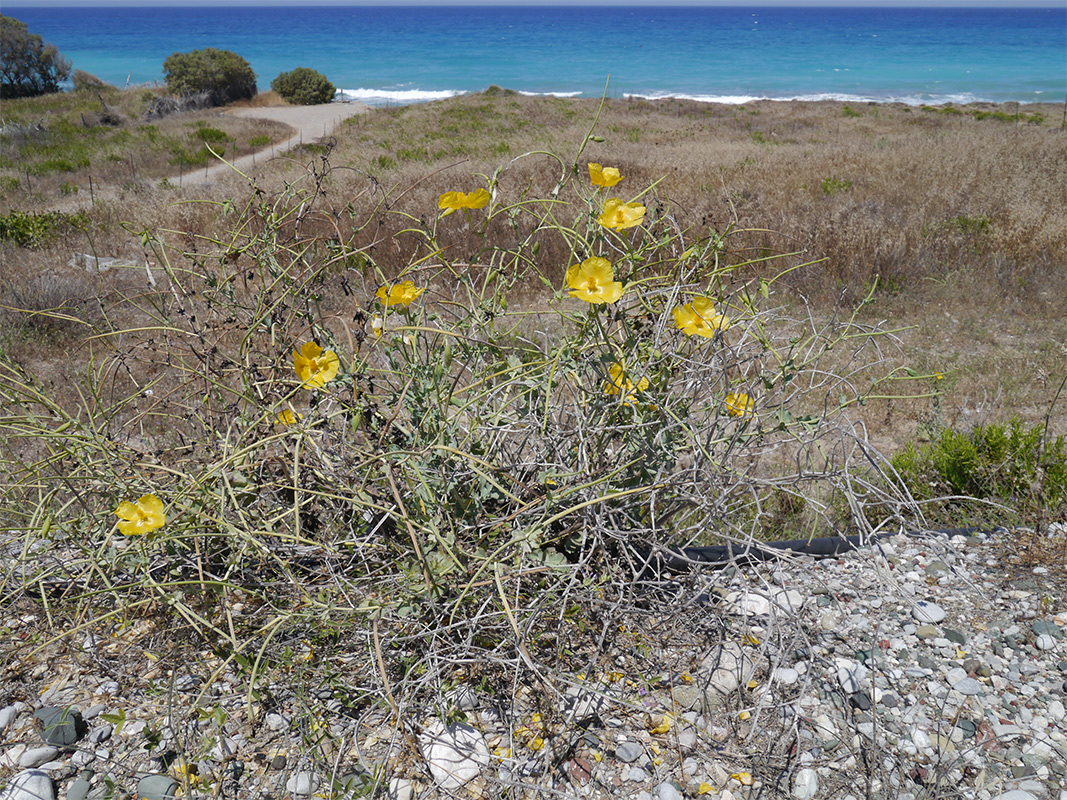 Image of Glaucium flavum specimen.