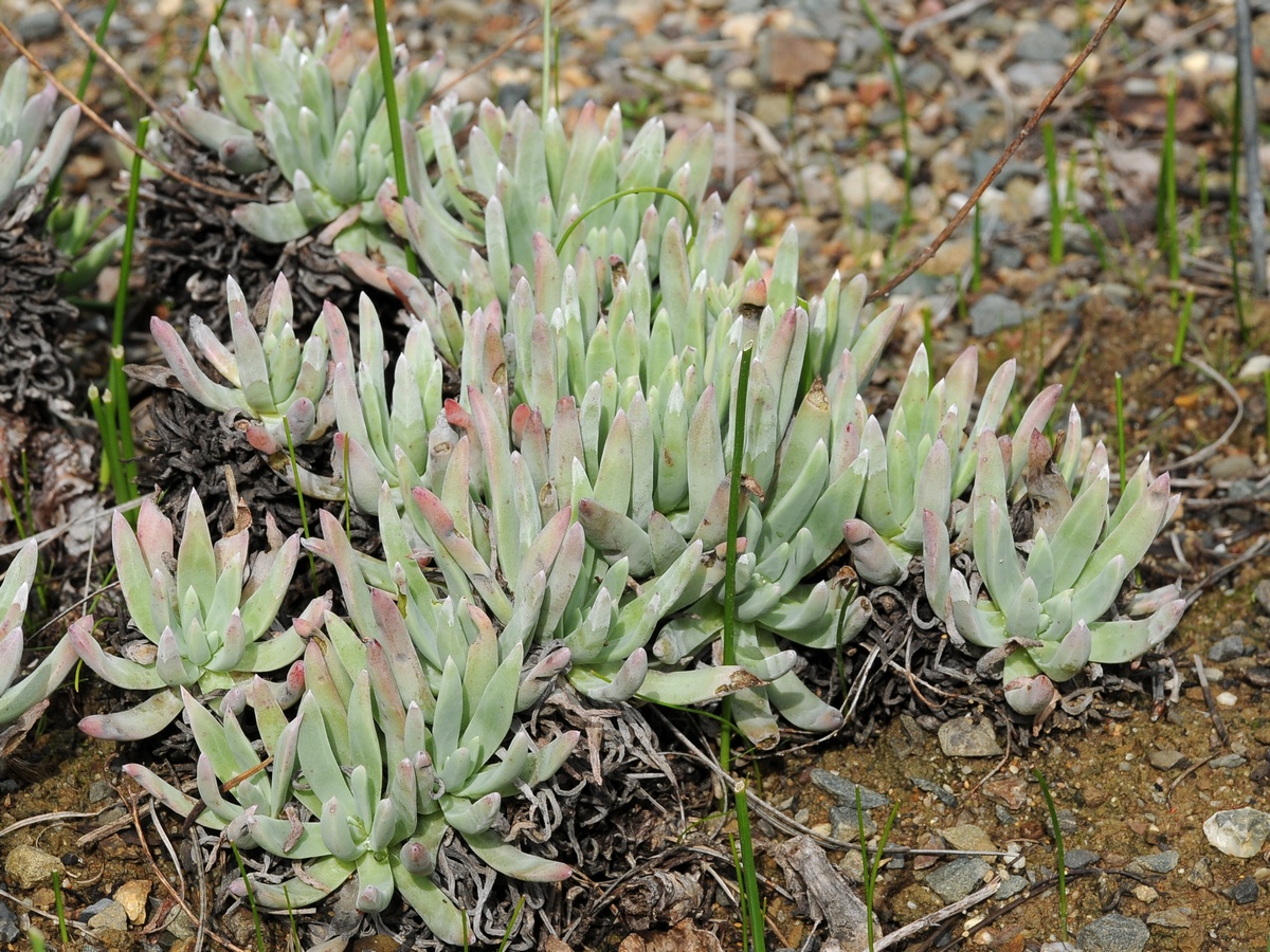 Изображение особи Dudleya virens ssp. insularis.