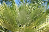 Chamaerops humilis. Листья. Абхазия, г. Сухум, Сухумский ботанический сад, в культуре. 7 марта 2016 г.