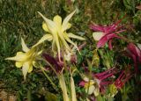 Aquilegia coerulea