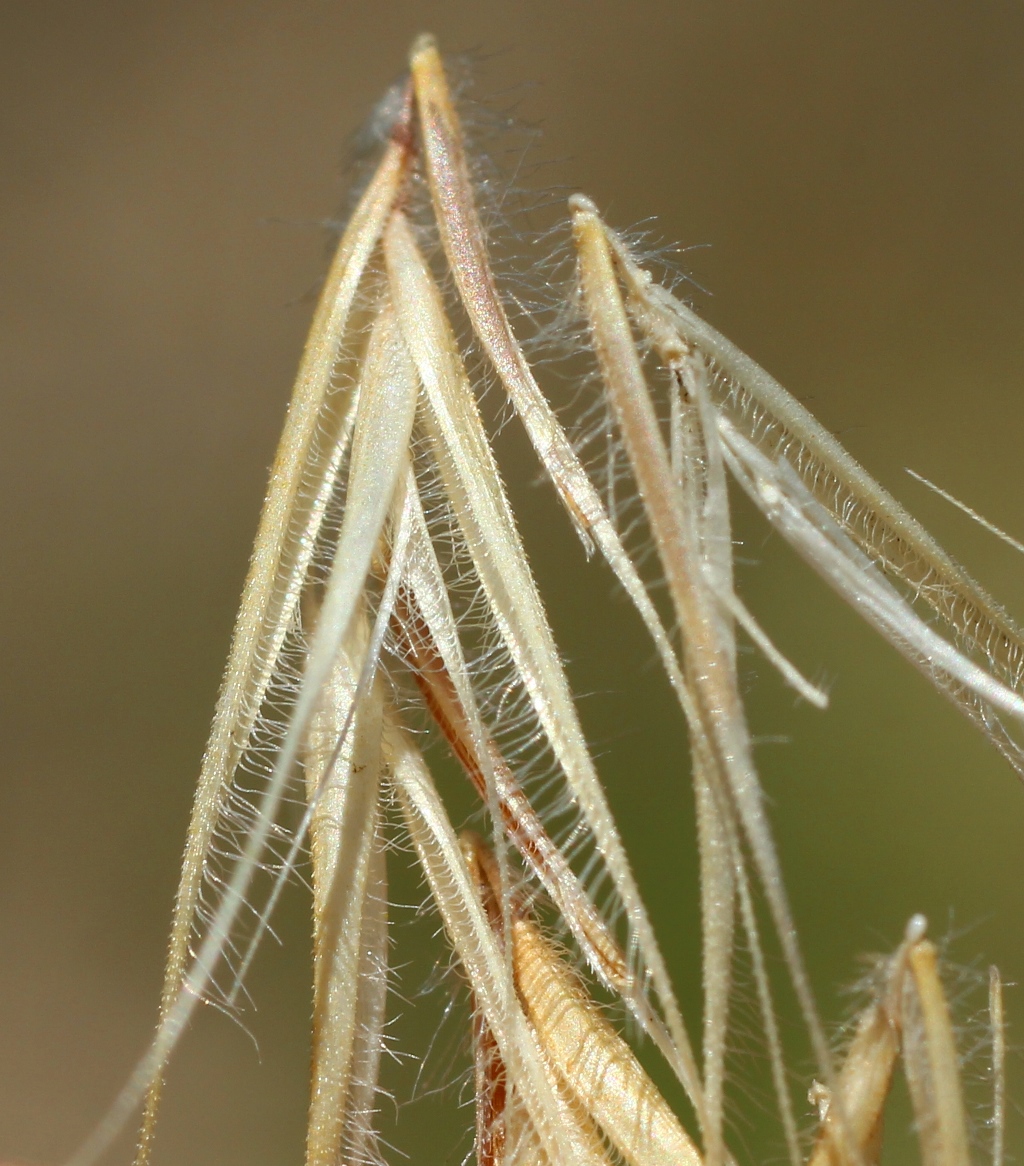 Изображение особи Vulpia ciliata.