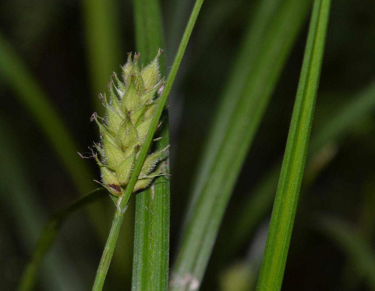 Изображение особи Carex hirta.