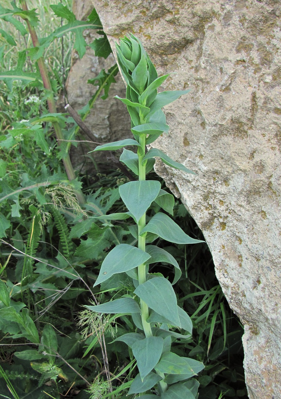 Изображение особи Linaria genistifolia.