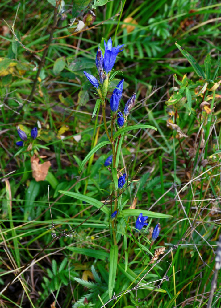 Изображение особи Gentiana pneumonanthe.