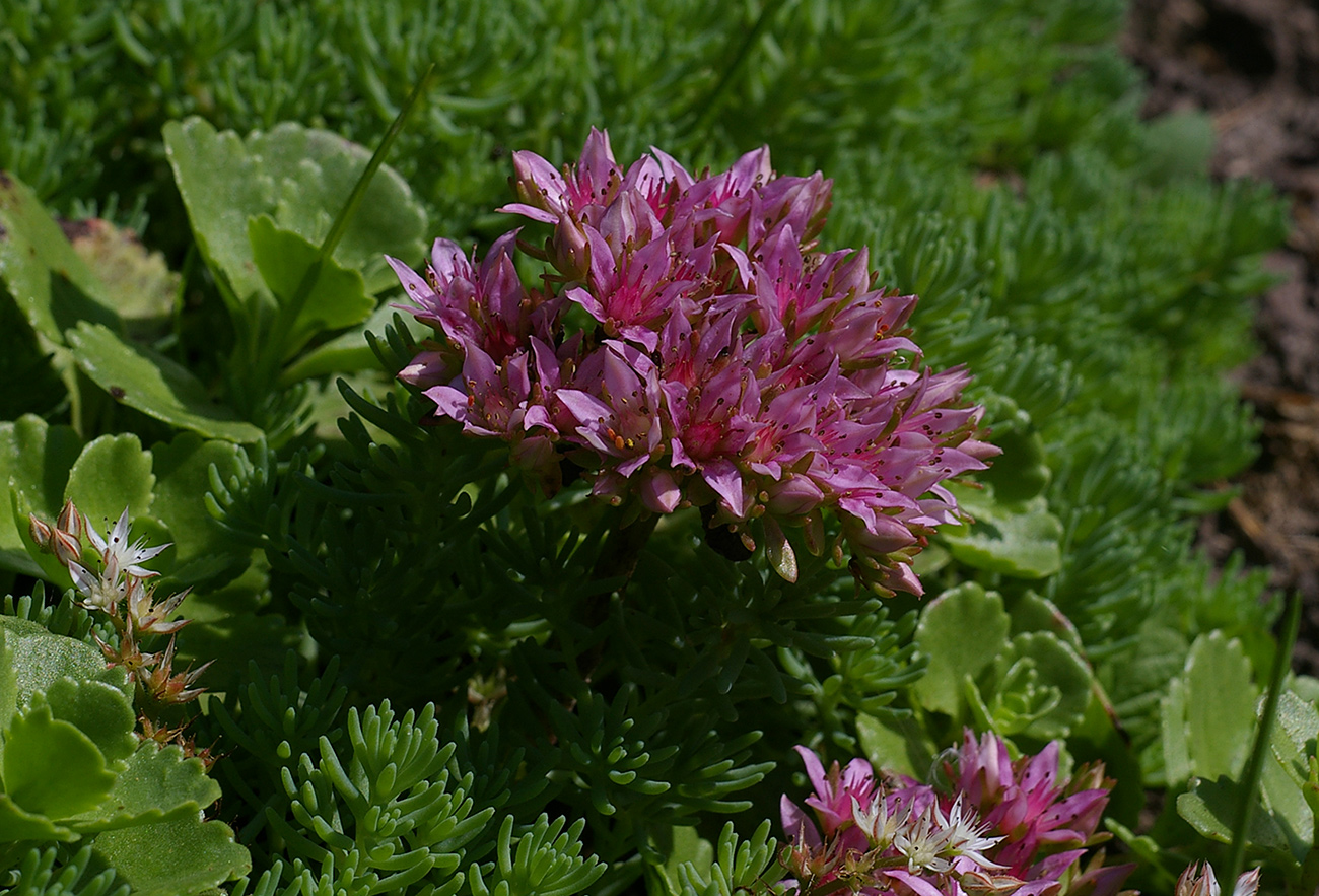 Изображение особи Sedum spurium.