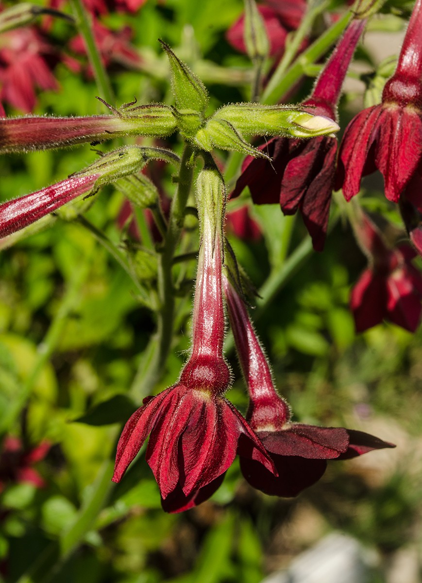 Изображение особи Nicotiana alata.