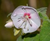 Dombeya burgessiae