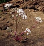 Cicuta virosa