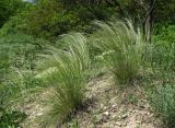 Stipa lessingiana