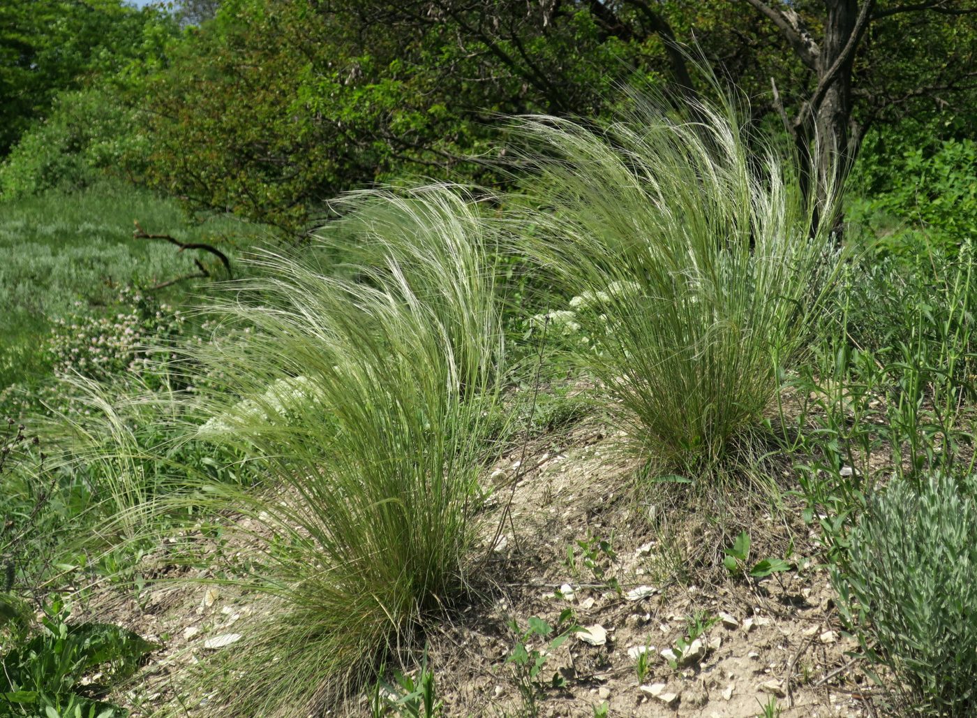 Изображение особи Stipa lessingiana.