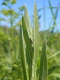 Centaurea tanaitica