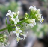 Galium humifusum