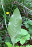 Hieracium pseudolepistoides