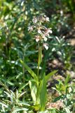 Epipactis palustris