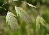 Chasmanthium latifolium. Верхушка плодоносящего побега. Санкт-Петербург, парк Ботанического сада БИН РАН, в культуре. 17.08.2021.