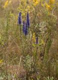 Veronica spicata. Цветущие растения. Казахстан, Восточно-Казахстанская обл., Глубоковский р-н, окр. с. Кожохово, закустаренная ковыльно-полынная степь. 29.06.2019.