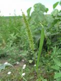 Setaria verticillata