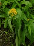 Solidago compacta. Верхушка цветущего растения. Мурманская обл., г. Кировск, ПАБСИ, в культуре. 03.08.2012.