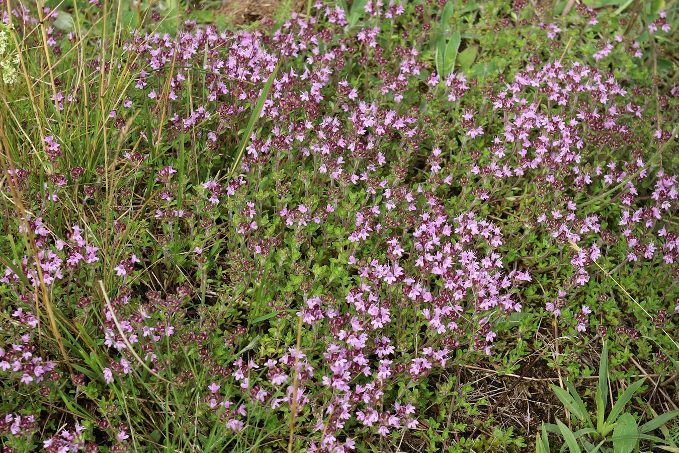 Изображение особи Thymus serpyllum.