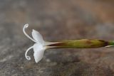 Dianthus cretaceus