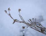 семейство Fabaceae