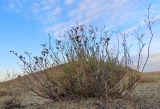 Limonium leptophyllum. Отцветающее и плодоносящее растение. Казахстан, Жамбылская обл., Мойынкумский р-н, 38 км З ст. Кияхты; Чу-Илийские горы, юго-западный фас мелкосопочной гряды Койжарылган, широкий пологий лог между сопок, открытый в долину пересыхающего ручья Суыксай; биюргуново-полынная пелитофитная северная пустыня. 21.09.2023.