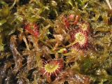 Drosera rotundifolia