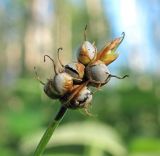 Carex chordorrhiza