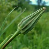 Tragopogon pratensis. Нераспустившееся соцветие. Вологодская обл., Сокольский р-н, дер. Шилыково, пойма р. Кубена. 9 июня 2007 г.