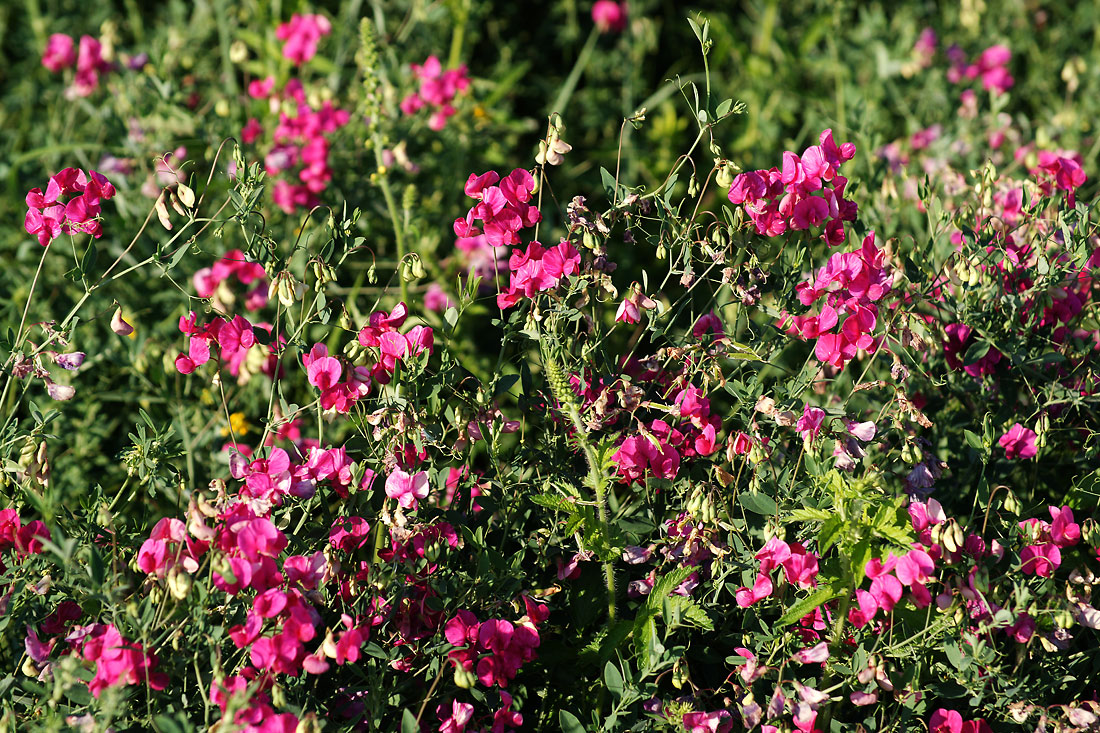 Изображение особи Lathyrus tuberosus.