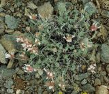 Astragalus arkalycensis. Цветущее растение. Казахстан, Карагандинская обл., мелкосопочник. 14.05.2011.
