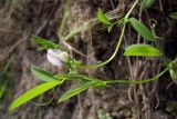 Vicia bithynica