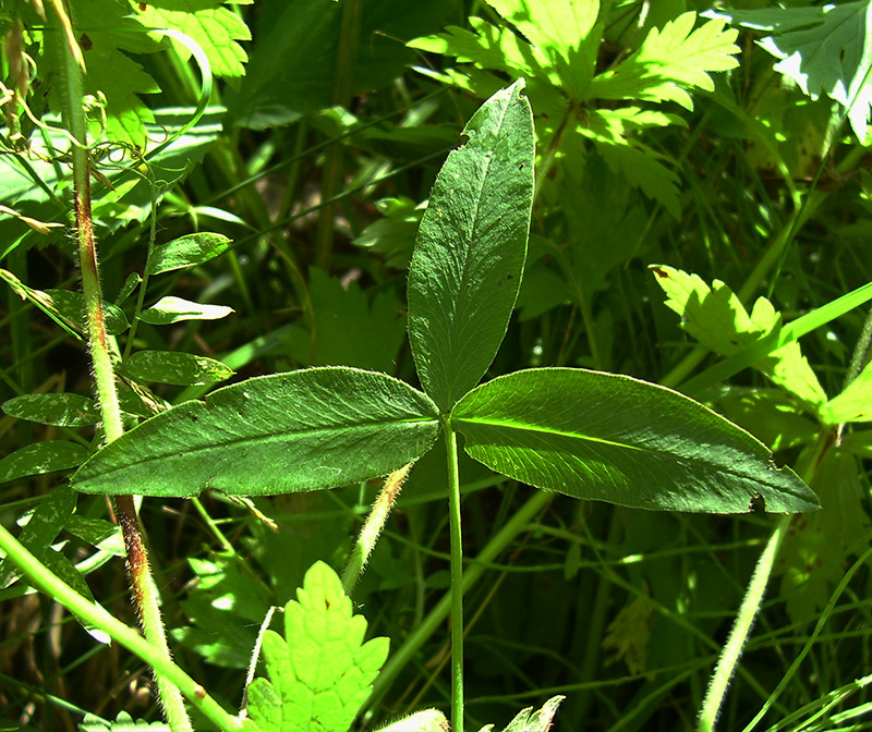 Изображение особи Trifolium medium.