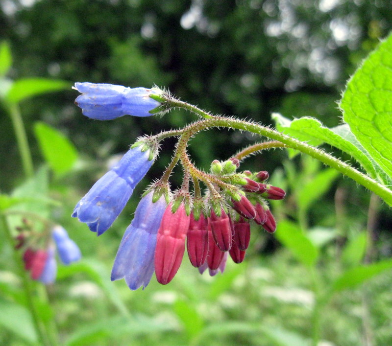 Изображение особи Symphytum asperum.