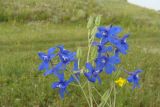 Delphinium grandiflorum