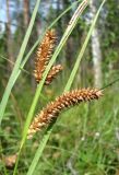 Carex &times; pannewitziana