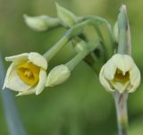 Narcissus tazetta