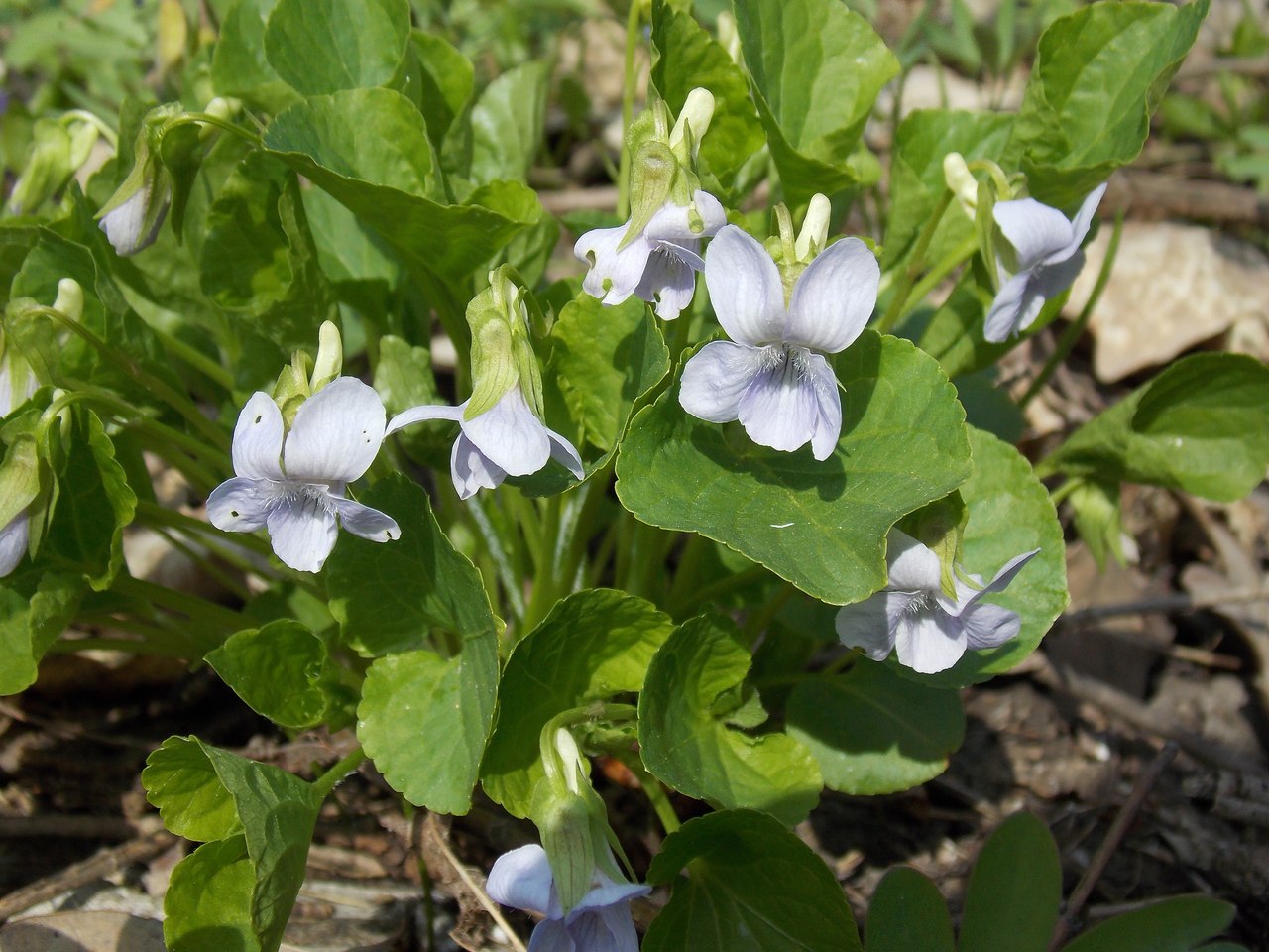 Изображение особи Viola mirabilis.