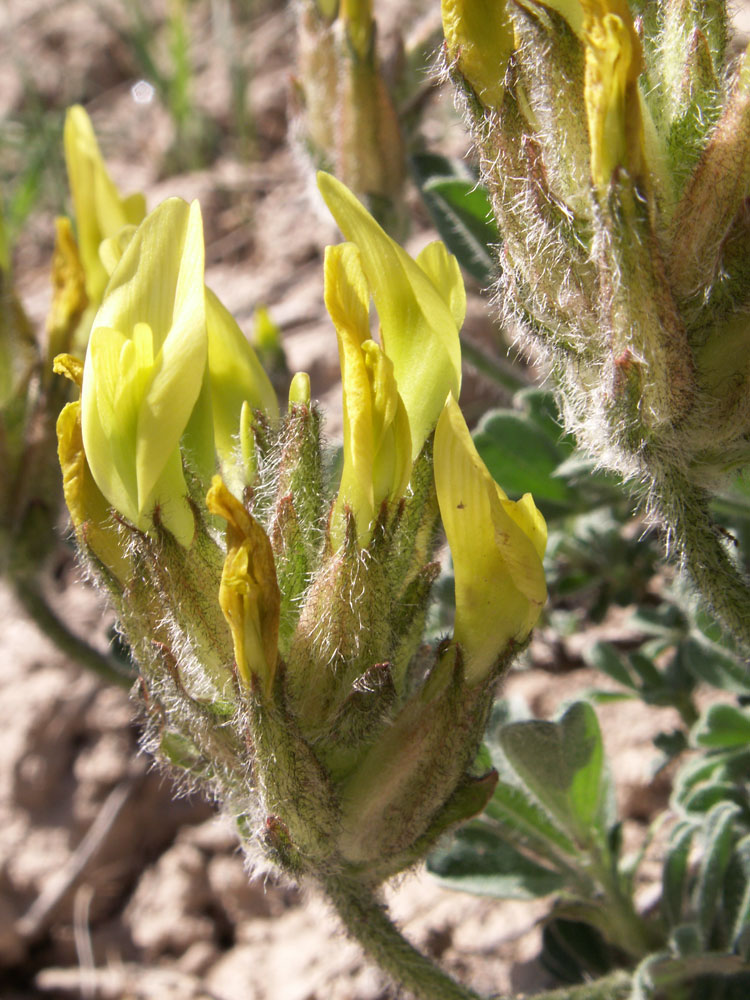 Image of Astragalus nikitinae specimen.