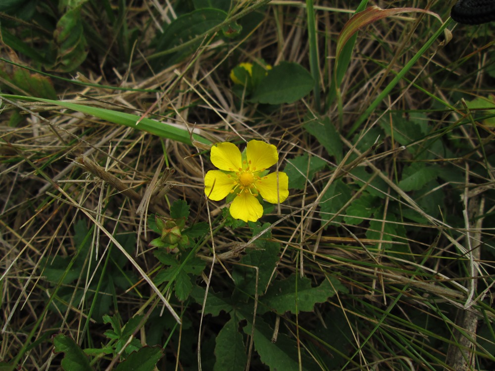 Изображение особи Potentilla reptans.